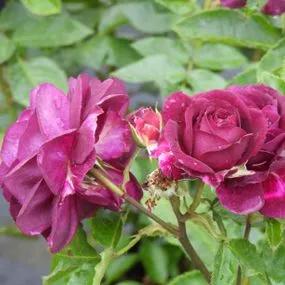 Ebb Tide Floribunda Rose (Rosa Ebb Tide) 3